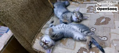 لكل من يبدأ اسمه او اسمها ب حرف M اصدار خاص من القطط مطبوع على رأسها حرف M شيرازية مع صورة الابوين 4
