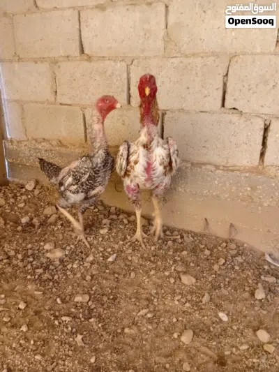 جاجه وديك هوشامو الناني 4