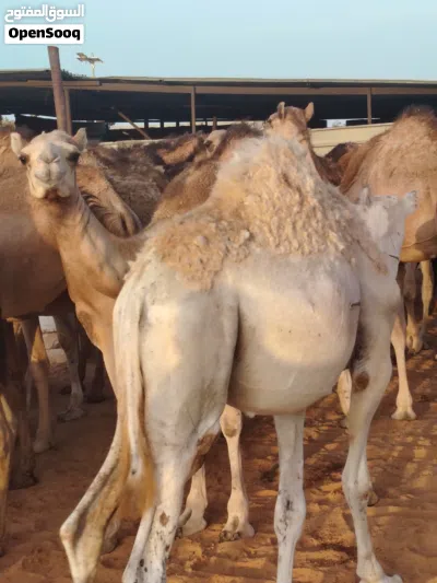 قعدان للبيع 3