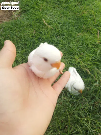 فرخ عصفور روز ابيض 2