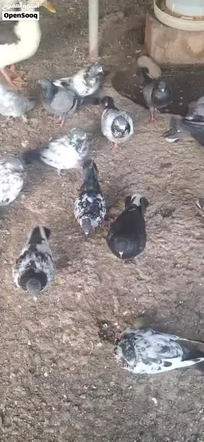 بيع أنواع حمام مشكلة 4