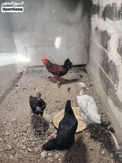 دجاج عرب للبيع 3