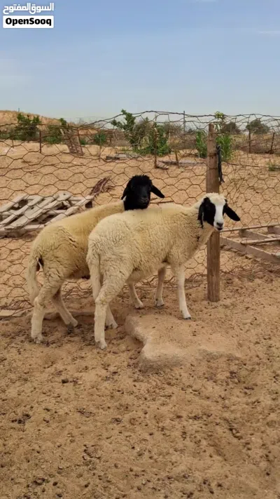 اتنين خرفان للبيع 3