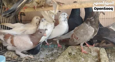 حمام عاديات اقرا الوصف 2