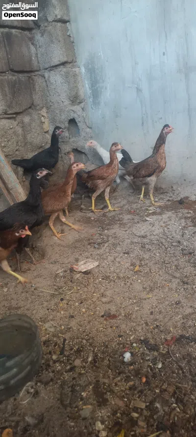 سلام عليكم دجاجات البيع مال بيت حلوات بيع شلع سعر زوج 25 شراي راسلني واتساب عمرهن 5 شهر 2