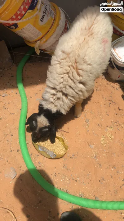 السلام عليكم خروف ربي يبارك عمره من 3لي 4شهور خروف مشالله 3