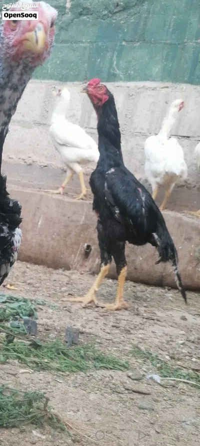 ثلاث طقوم باكستاني 4