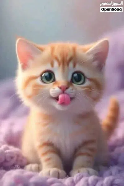 بيت للإيجار 4