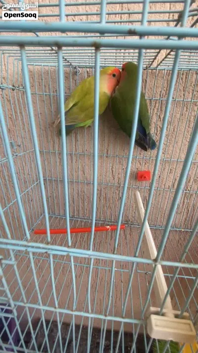كوبيك بركديلو ربـჂ̤ يبارك انتي الخضرة والدكر الزراعي الحجم عليض ربـჂ̤ يبارك 4