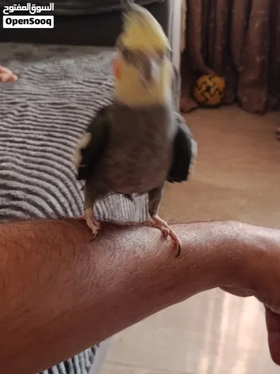 كوكتيل اليف للبيع او البدل 3