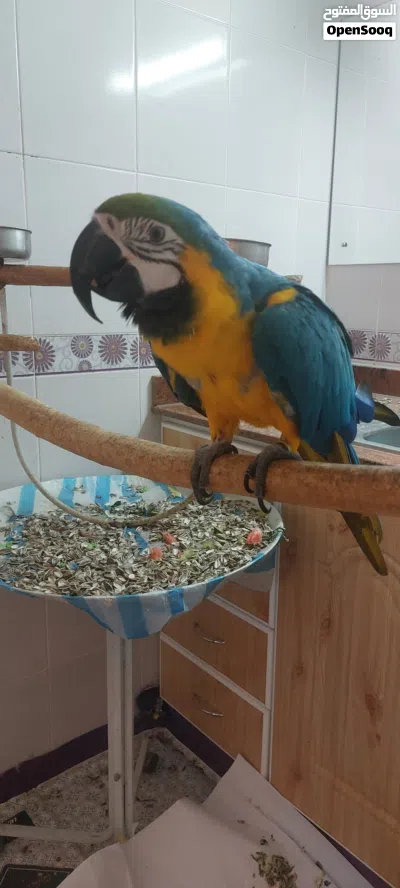 Blue and Gold Macaw 4