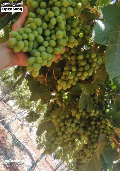 2.5 دنم للبيع 3