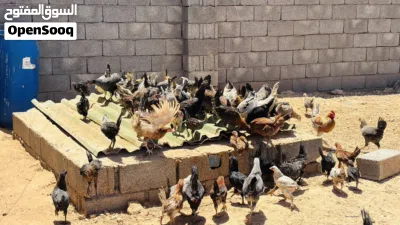 دجاج عربي للبيع 3