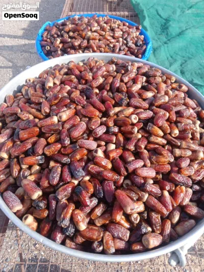 البيع تمر نغال درجه اولى وشب حبه كبيره انتاج هذي سنه 2