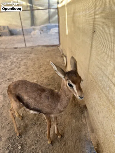 للبيع انثى غزال الديماني اليفه 3