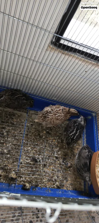4 quails (adult) 2