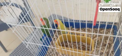 كوبيه بركديلو مصوقر مضمونه 2