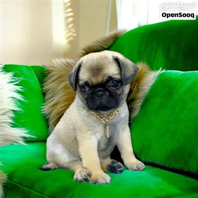 ولد pug اخر شقاوه حجم صغير مبيكبرش عندو 45 يوم 3