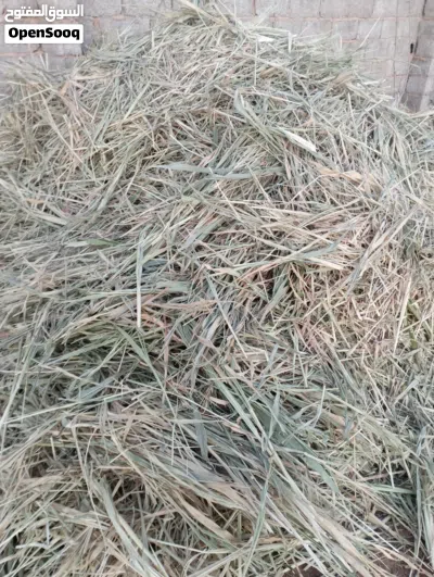 سكرية ساق رقيق ونضيفة للبيع 2