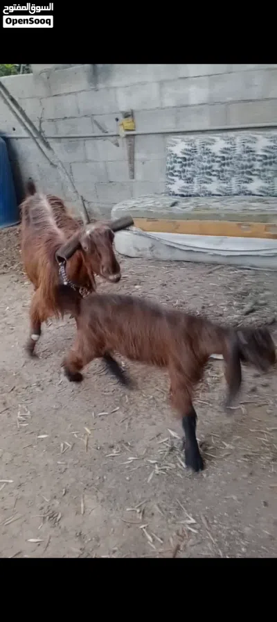 بسم الله ماشاء الله عنز شامية وراها سخلة عمرها ثلاث شهور 2