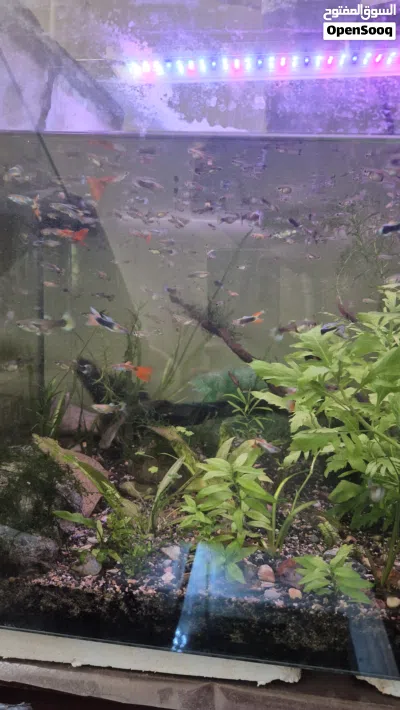 guppy 3pc 1 rial assassin snail 2pc 1 rial plants stumb 0.200 bz colour shrimps 3pc 1 rial 4