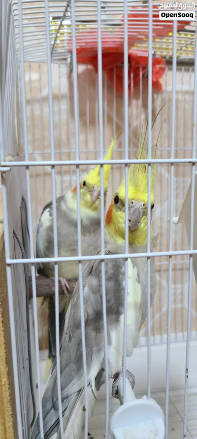 للبيع زوج طيور كوكتيل بصحة ممتازة ونشيطة 2