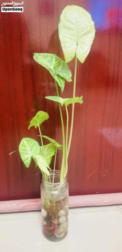 04 Plants for sale 4