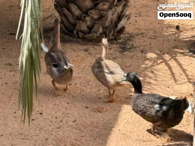 بط زينة للبيع 4
