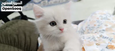 قطط شيرازي للبيع عمر شهرين و نصف 3
