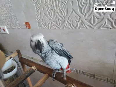 كاسكو اليف لا جعره ولا عضه لكن بدون كلام 3