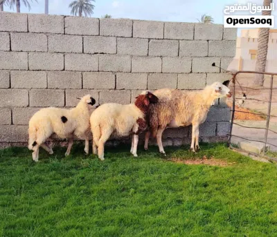 نعجه وطنيه تحت منها زوز حواله ذكور 2