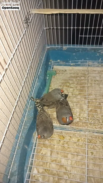 عصافير زيبرا 2