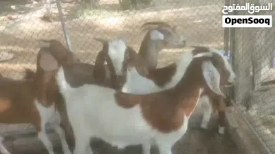 بيع غنم مهجن برقوت على شامي 3