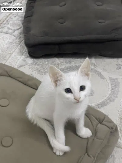 قط صغير ابيض للبيع 3