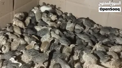 طيور السمان السعر 100طير 20ريال 2