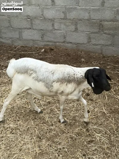 كبش صومالي للبيع 4