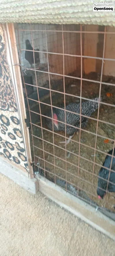 بعد الصلاة على النبي طقم جاج بلايموث روك غني عن التعريف عمر 8 شهور تقريباً بياض وجاجه براهمي عدد1 3