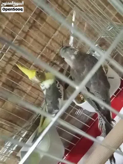 سكان ام نواره 4