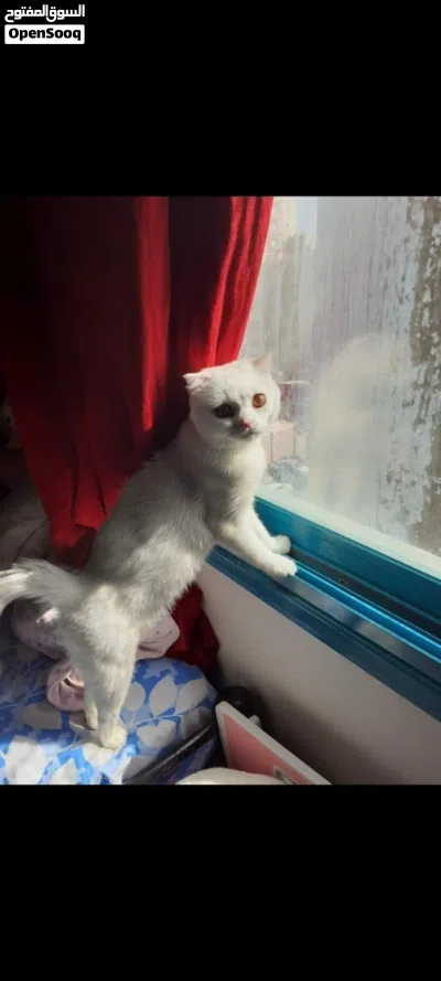 قط سكوتش فولد 2
