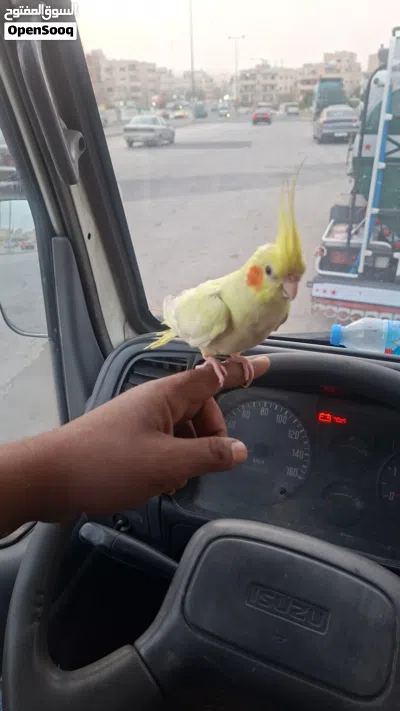 كوكتيل جوز اليف 2