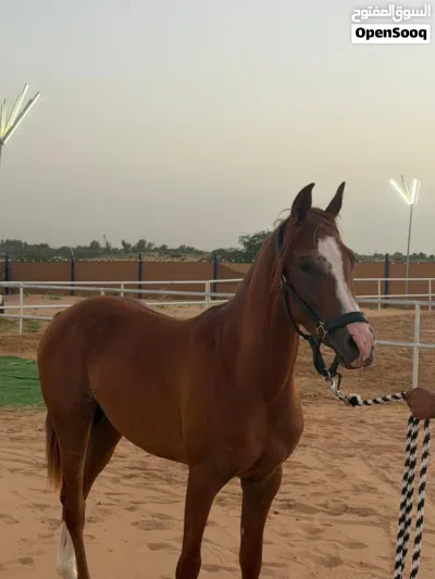 فحل عربي جمال 2