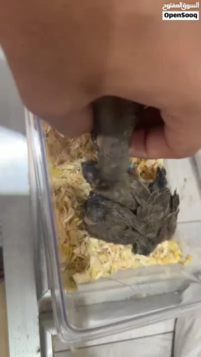للبيع زيبرا فروخ عس شاركول بلاك شيك 2