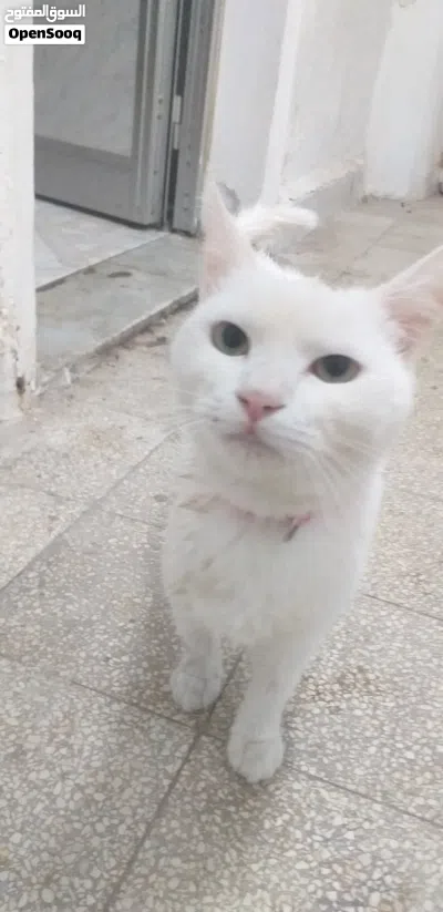 قط انثى للبيع (100د)اقرا الوصف 2