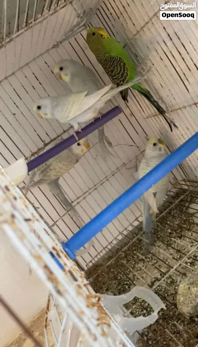 متوفر من فضل الله 5 طروف انتاج بقلينو 3