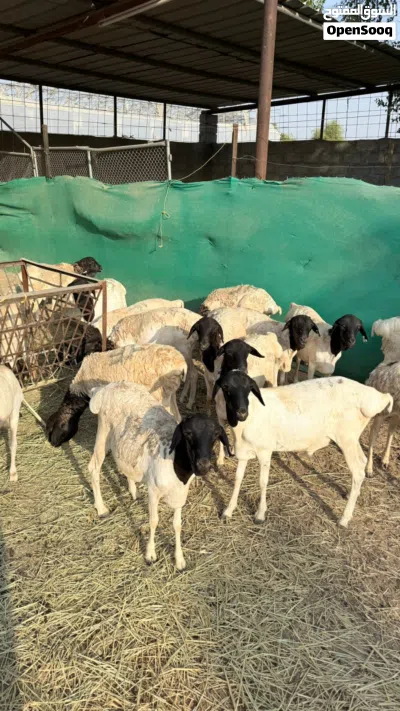 خرفان صوماليات سمان فول يصلحن للذبح و التربيه يوجد لدي خدمة توصيل و التوصيل الموقع بركاء خلف التنين 2