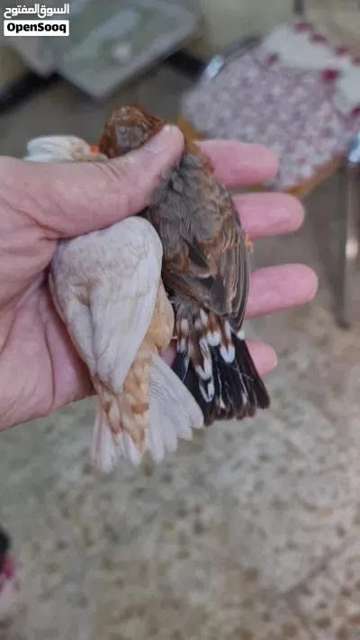 زيبرا فول اورنج 4