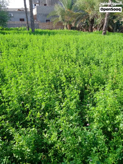 صفصفة خضراء جاهزة للحصادة للتربيط والبيع 3