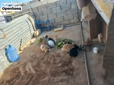 بسم الله ماشاء الله تبارك الله اقرا الإعلان لا يوجد خدمه توصيل كل شي واضح بالإعلان للتواصل ..... 2