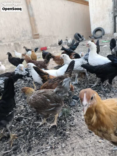 فلاليس للبيع اقرا الوصف 2