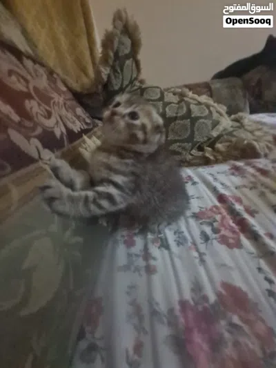 Scottish fold for sell , سكوتش فولد للبيع 3